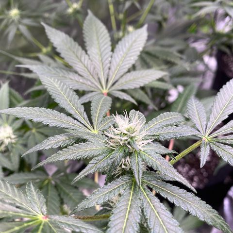 Gemma growlog timeline photo