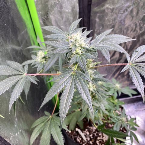 Gemma growlog timeline photo
