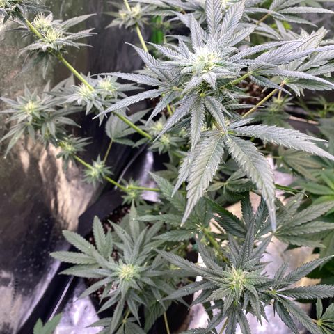 Gianna (GiGi) growlog timeline photo