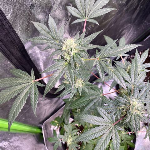 Gemma growlog timeline photo