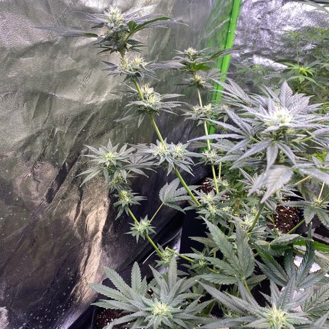 Gianna (GiGi) growlog timeline photo