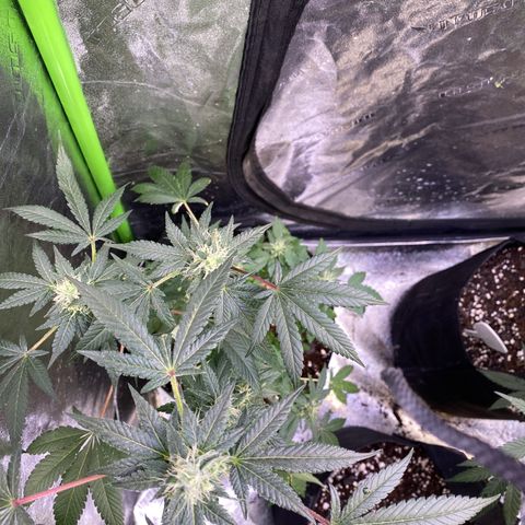 Gemma growlog timeline photo