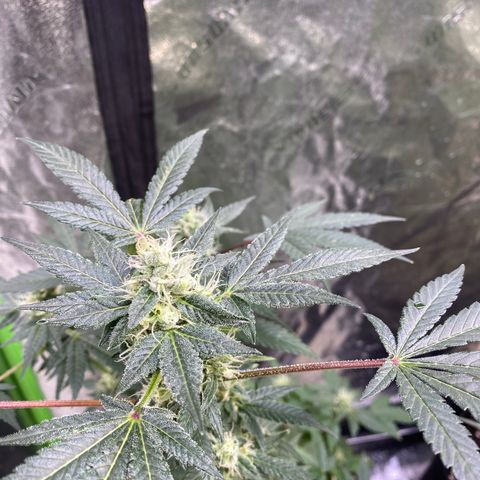Gemma growlog timeline photo