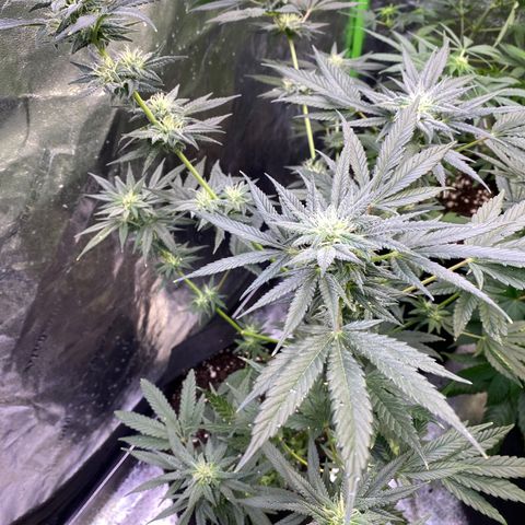 Gianna (GiGi) growlog timeline photo