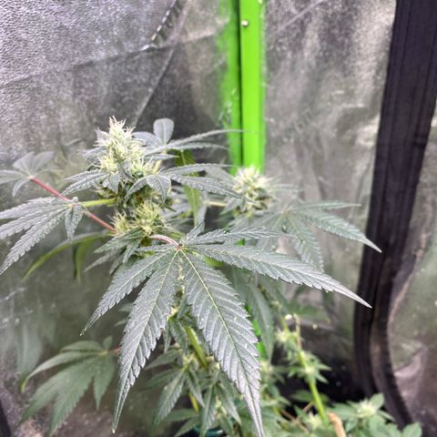 Gemma growlog timeline photo