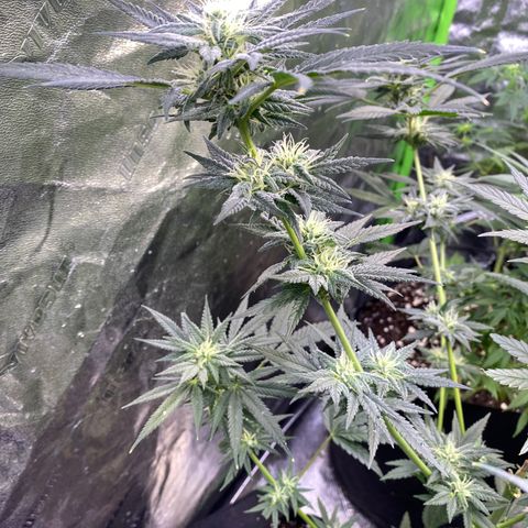 Gianna (GiGi) growlog timeline photo