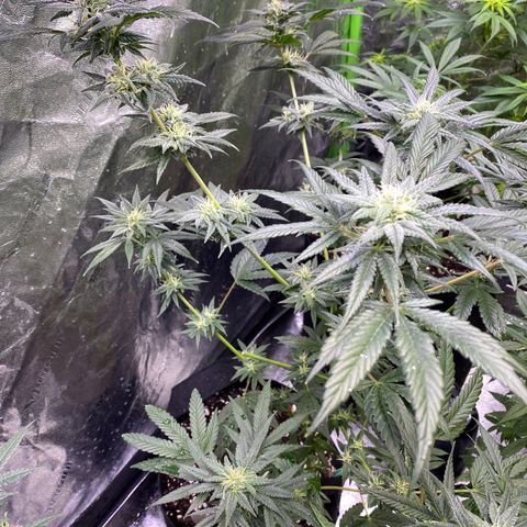 Gianna (GiGi) growlog timeline photo