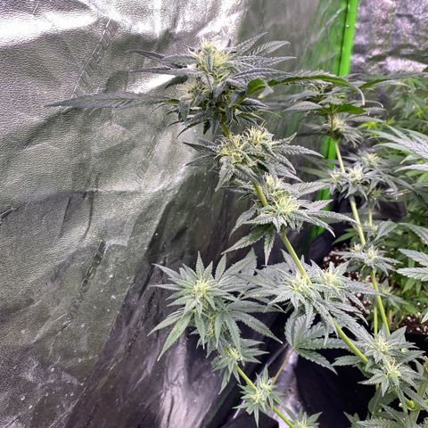 Gianna (GiGi) growlog timeline photo