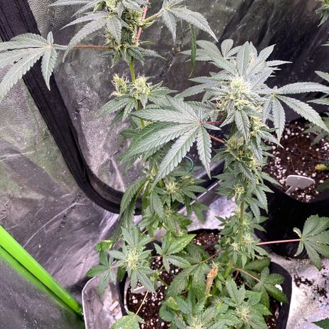 Gemma growlog timeline photo