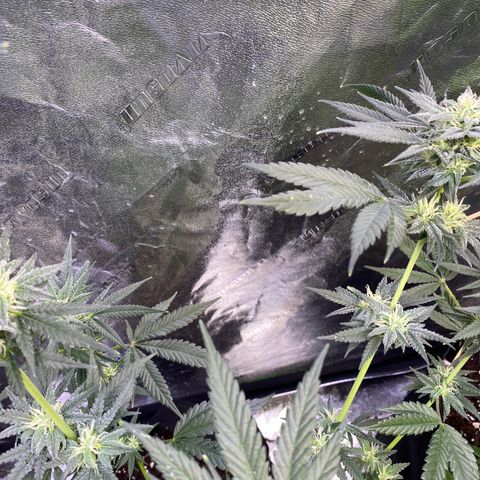 Gianna (GiGi) growlog timeline photo