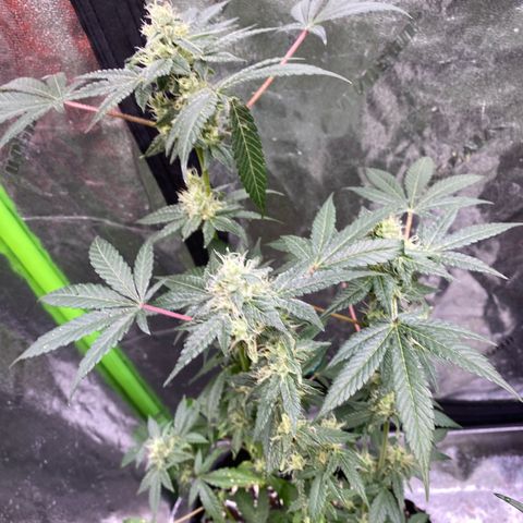 Gemma growlog timeline photo