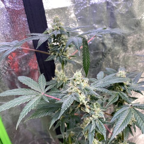 Gemma growlog timeline photo