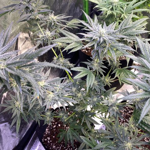 Gianna (GiGi) growlog timeline photo
