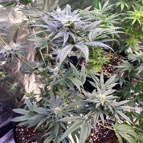 Gianna (GiGi) growlog timeline photo