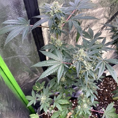 Gemma growlog timeline photo