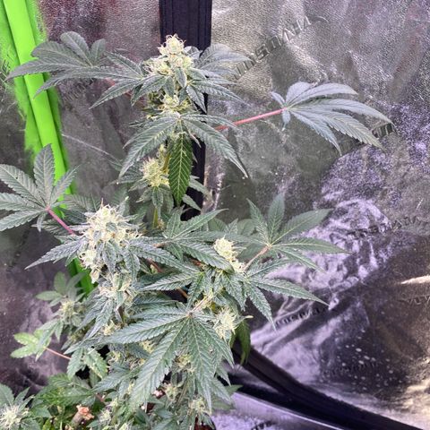 Gemma growlog timeline photo