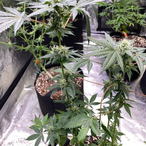 Gemma growlog timeline photo