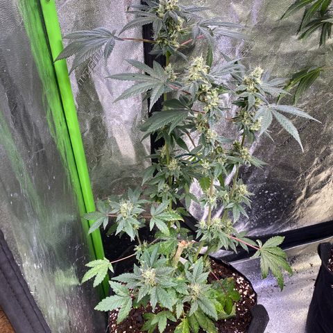 Gemma growlog timeline photo