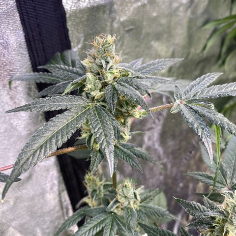 Gemma growlog timeline photo