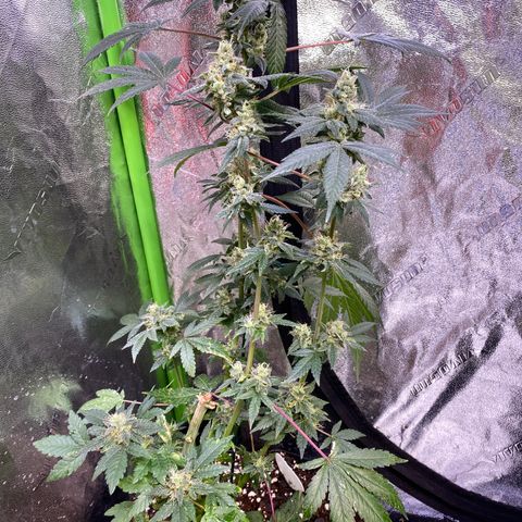 Gemma growlog timeline photo