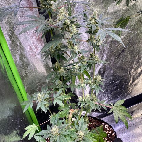 Gemma growlog timeline photo
