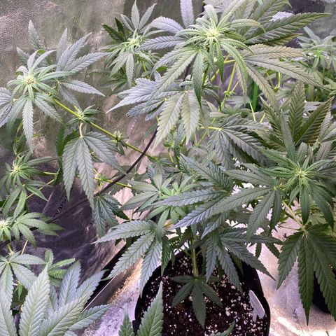 Gianna (GiGi) growlog timeline photo