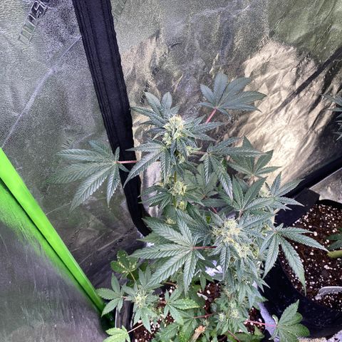 Gemma growlog timeline photo