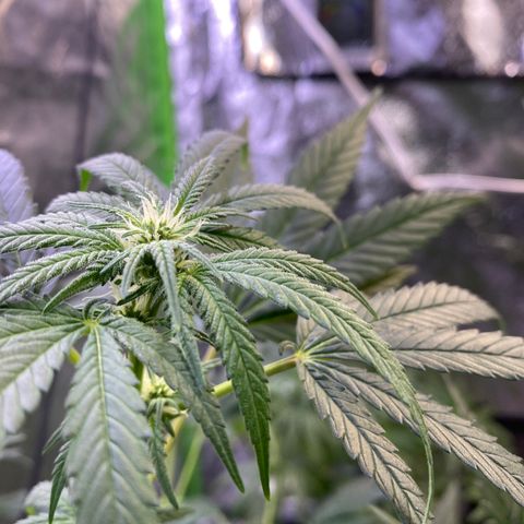 Gianna (GiGi) growlog timeline photo