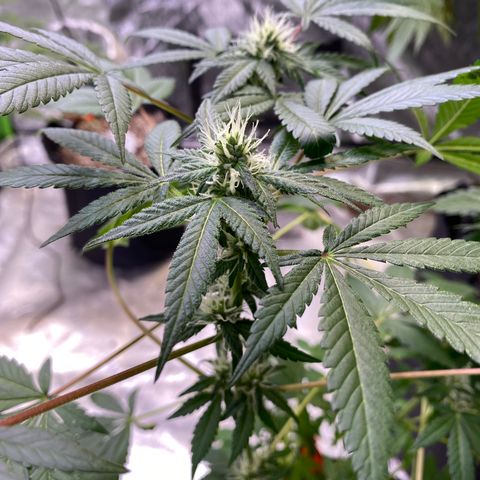Gemma growlog timeline photo