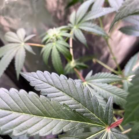 Gemma growlog timeline photo