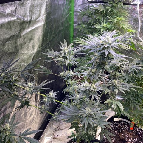 Gianna (GiGi) growlog timeline photo