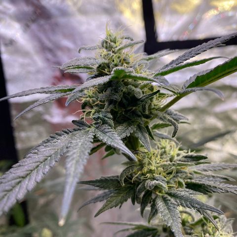 Gianna (GiGi) growlog timeline photo