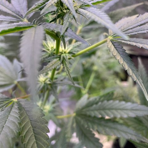 Gianna (GiGi) growlog timeline photo