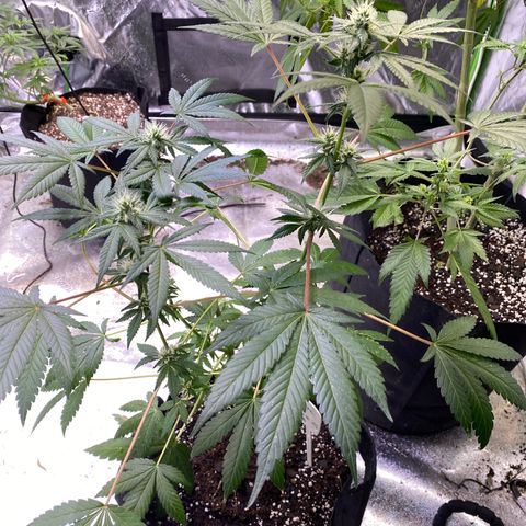 Gemma growlog timeline photo