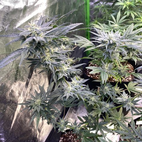 Gianna (GiGi) growlog timeline photo