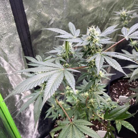 Gemma growlog timeline photo
