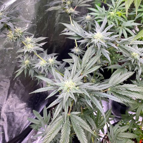 Gianna (GiGi) growlog timeline photo