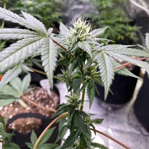 Gemma growlog timeline photo