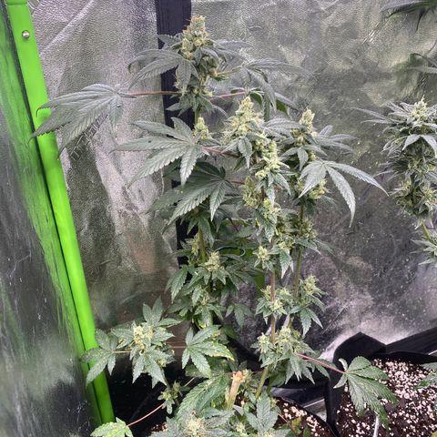 Gemma growlog timeline photo