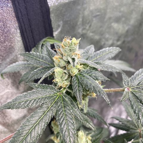 Gemma growlog timeline photo
