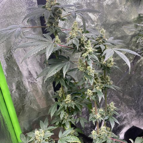 Gemma growlog timeline photo