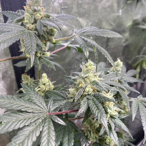 Gemma growlog timeline photo