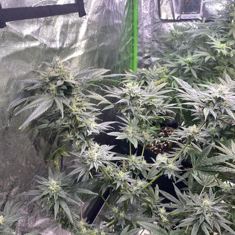 Gianna (GiGi) growlog timeline photo
