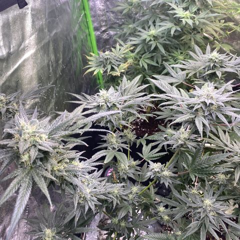 Gianna (GiGi) growlog timeline photo
