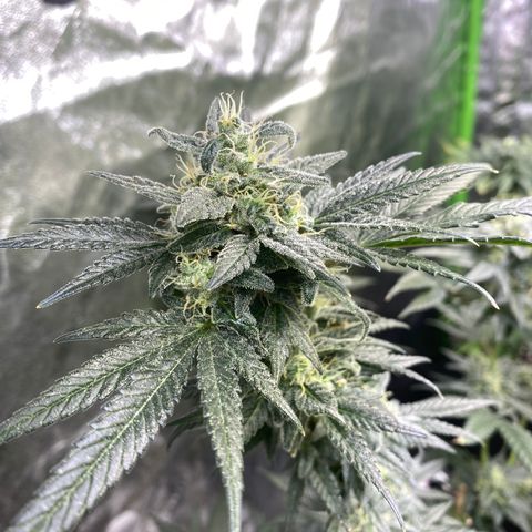 Gianna (GiGi) growlog timeline photo