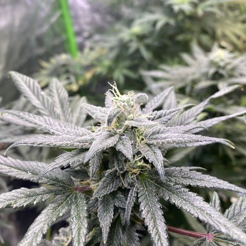 Gianna (GiGi) growlog timeline photo