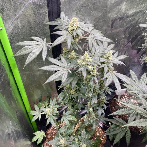 Gemma growlog timeline photo