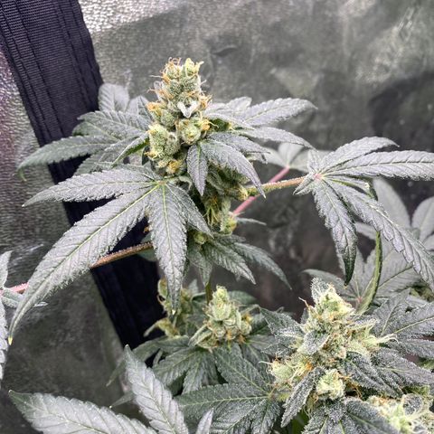Gemma growlog timeline photo