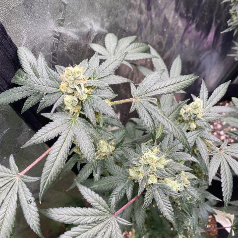Gemma growlog timeline photo