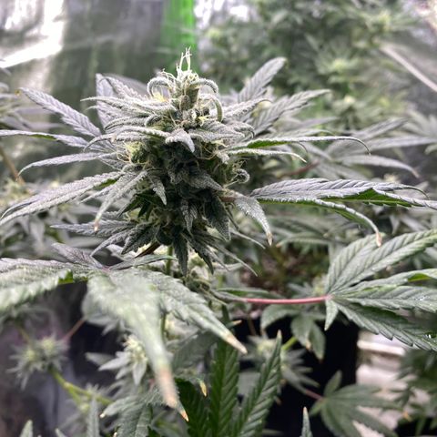 Gianna (GiGi) growlog timeline photo